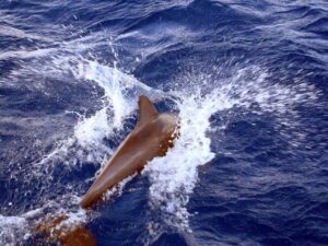 Dolphin splashing at the bow