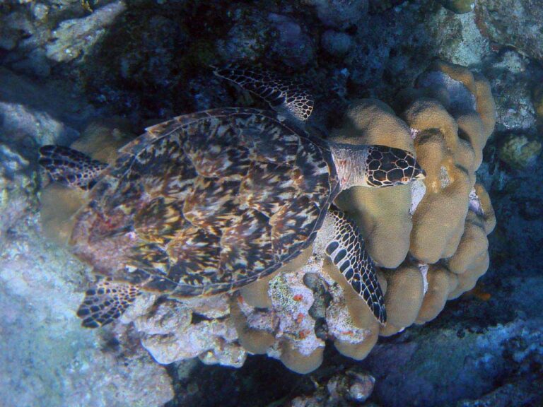 Cooper Island snorkelling