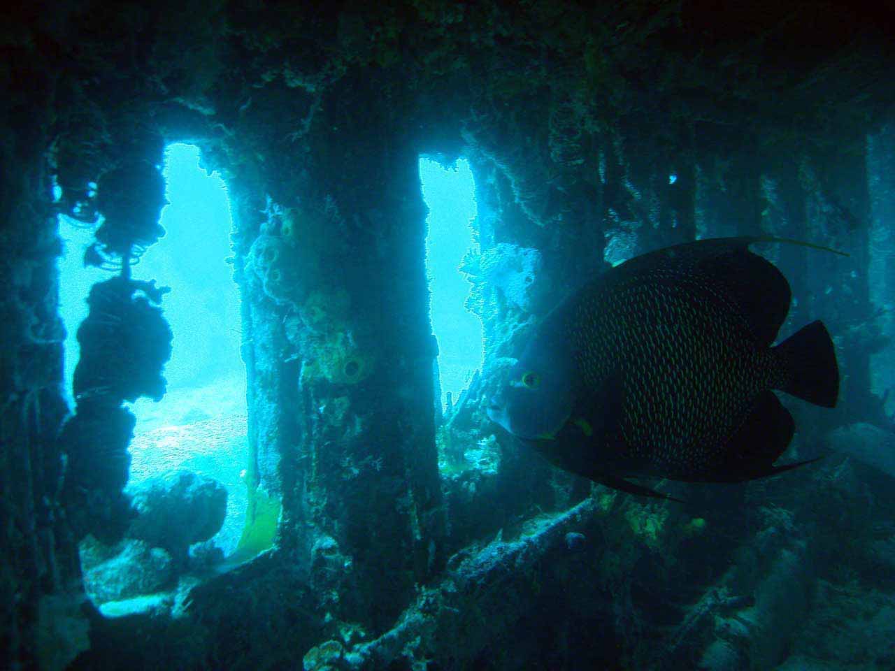 Coral Gardens dive