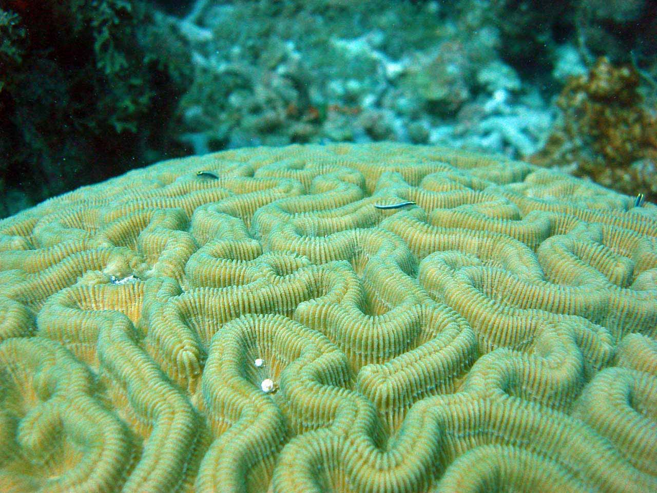 Coral Gardens dive