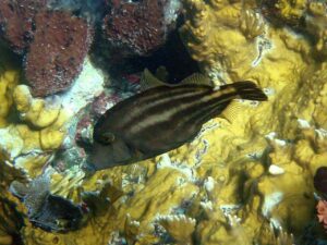 Diving at the Indians