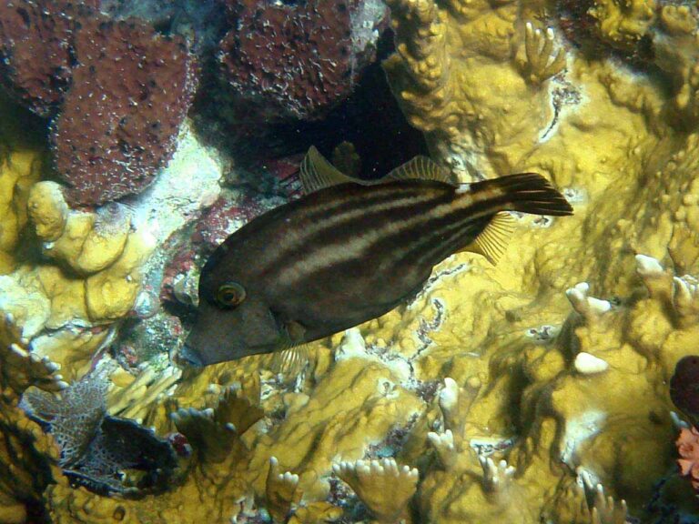 Diving at the Indians