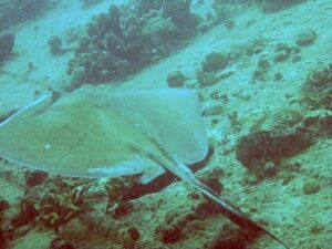 Wreck of the Rhone dive