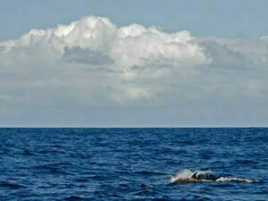 Dolphin at sea