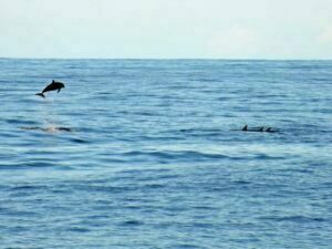 Jumping Dolphins
