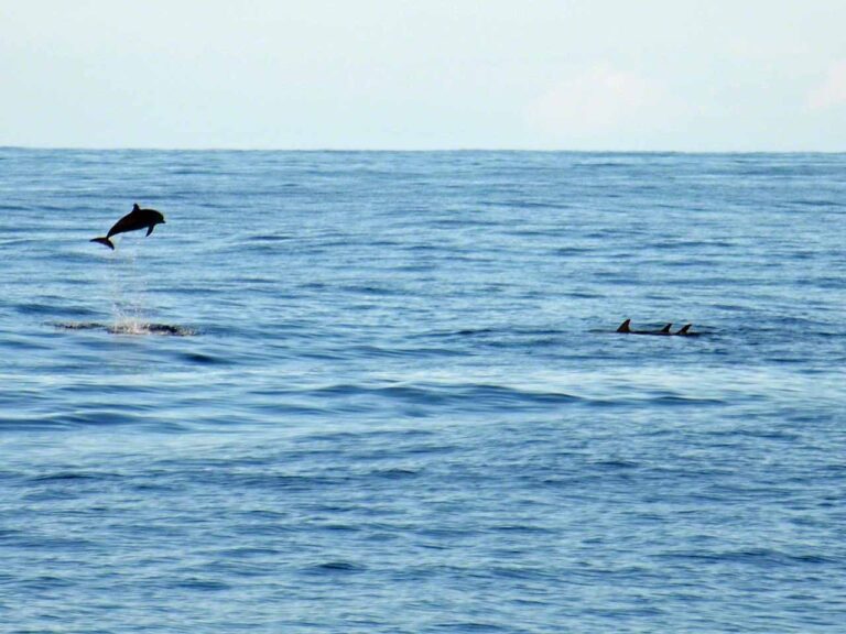 Jumping Dolphins