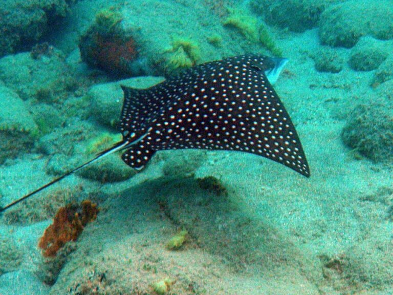 St. Kitts eagle Ray