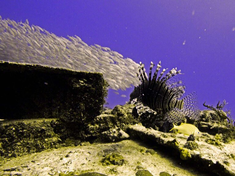 Lionfish and smallmouth grunt