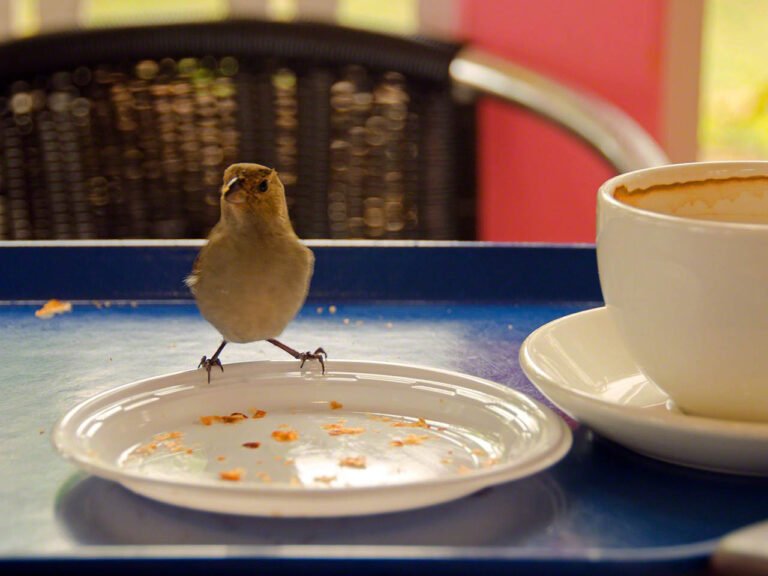 He's stealing my croissant