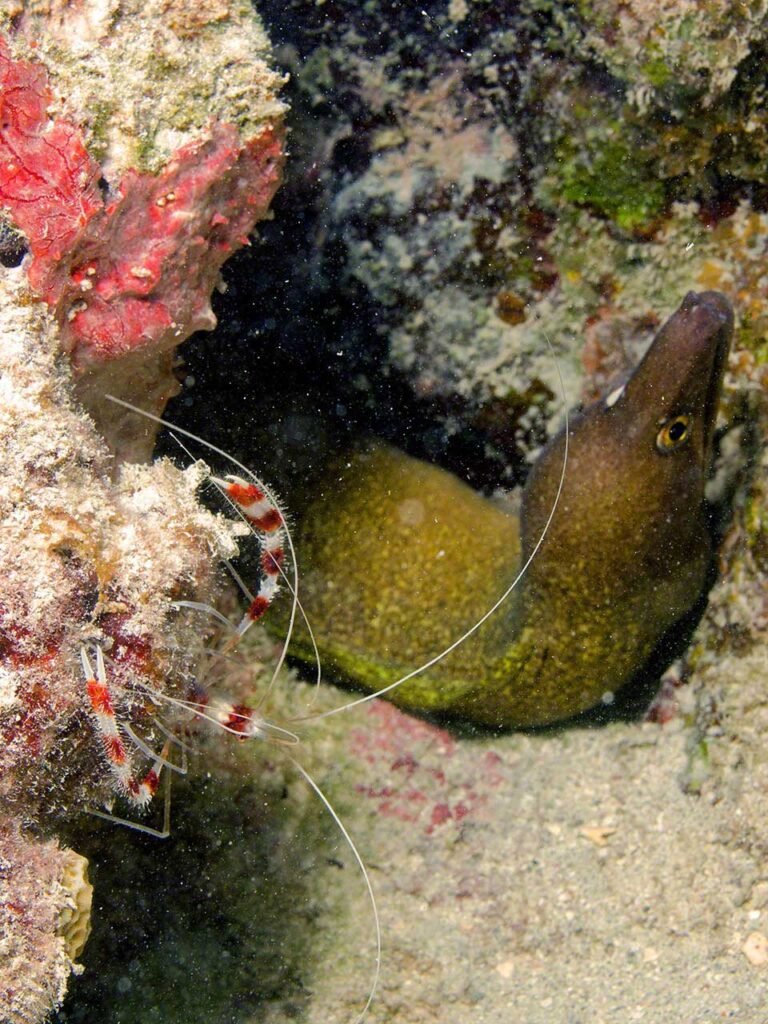 Cleaner shrimp and Moray