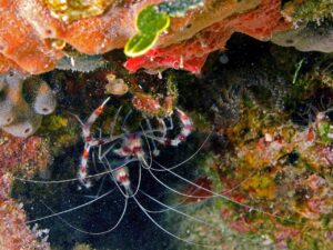 Cleaner Shrimp under the rocks