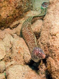 Spotted Moray Eel foraging