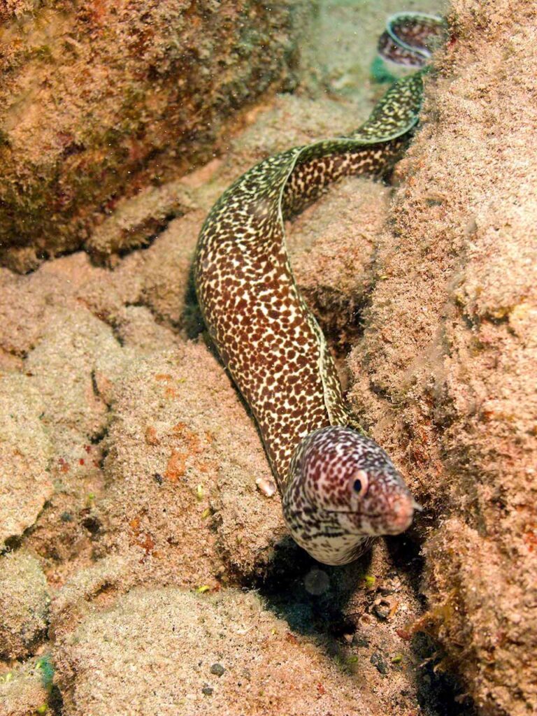 Spotted Moray Eel foraging