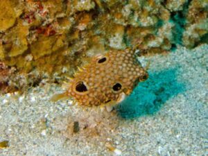 Web Burrfish