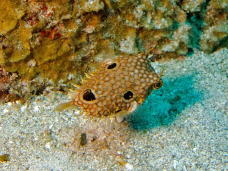 Web Burrfish