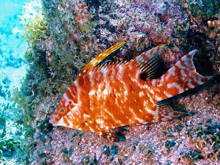 Juvenile hogfish