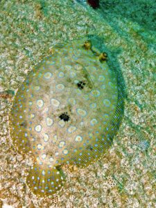 Peacock Flounder