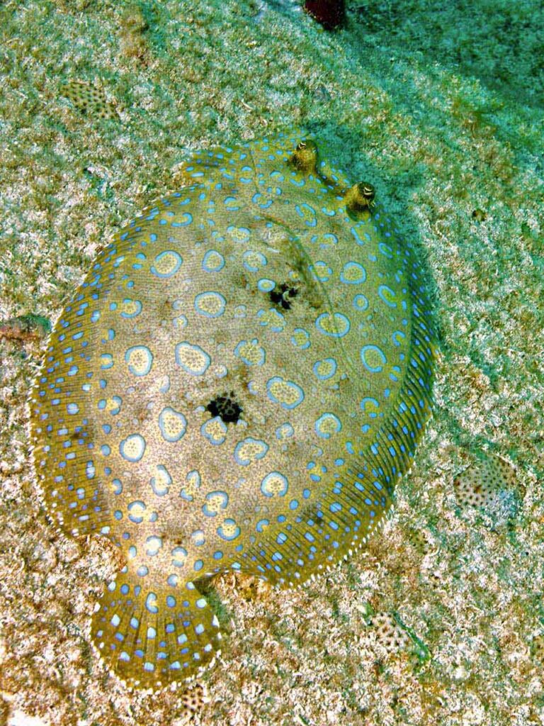 Peacock Flounder
