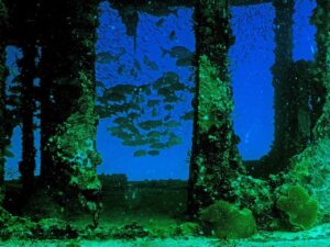 Tugboat wreck fishlife