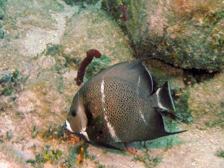 Gray Angelfish