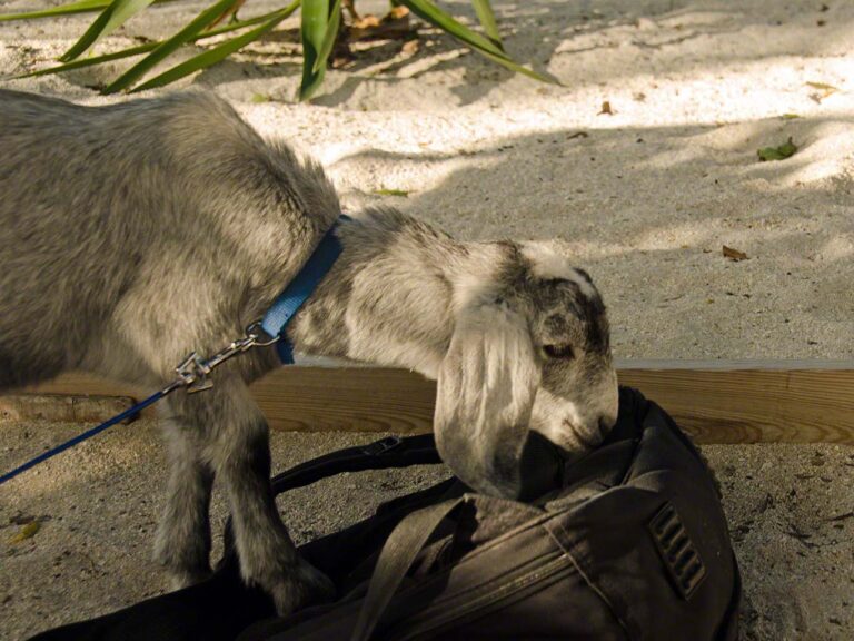 Billy the Kid and backpack