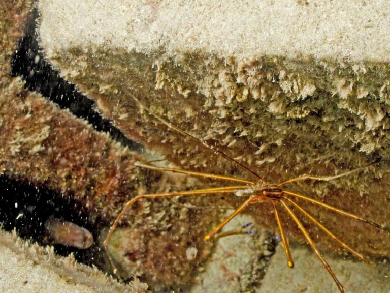 Shrimp and small moray