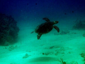 Turtle Reef