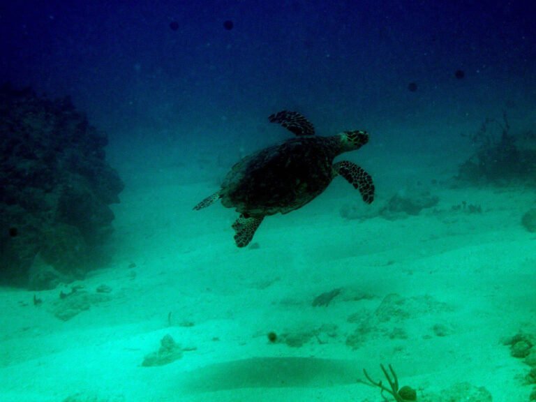 Turtle Reef