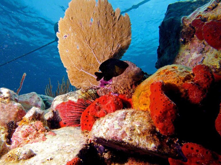 Looking up at mooring