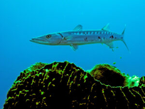 Barracuda over a sponge