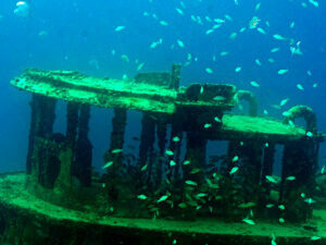 Fishlife in the Pilothouse of The Tugboat