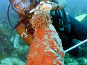 This moves around slowly with those tentacles