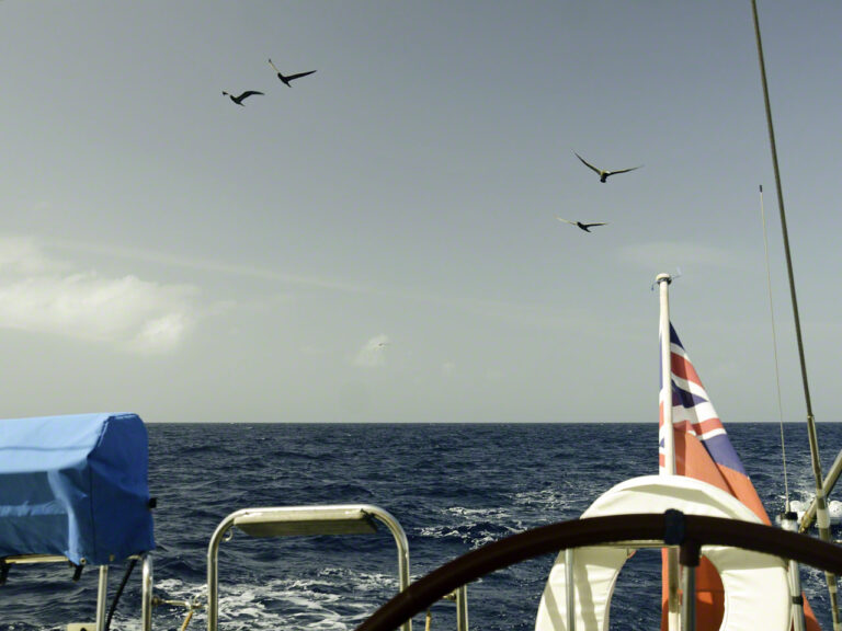 20 miles out to sea birds