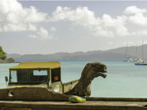 Driftwood Turtle, Jeep and water