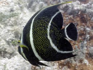 French Angelfish