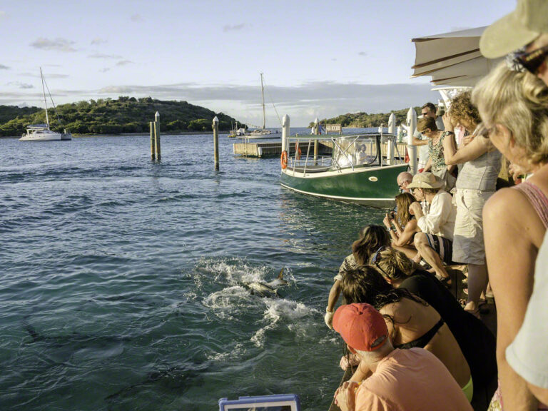 Saba feeding the tarpon