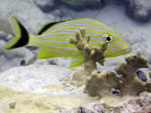 Bluestriped Grunt hiding