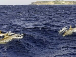 Dolphins off Tintamarre