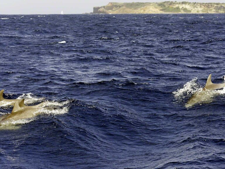 Dolphins off Tintamarre