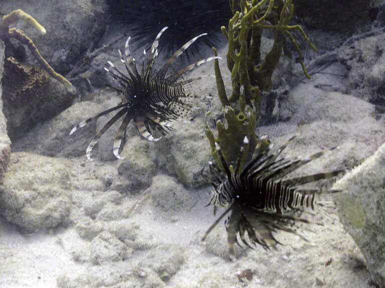 Pretty but misplaced Lionfish