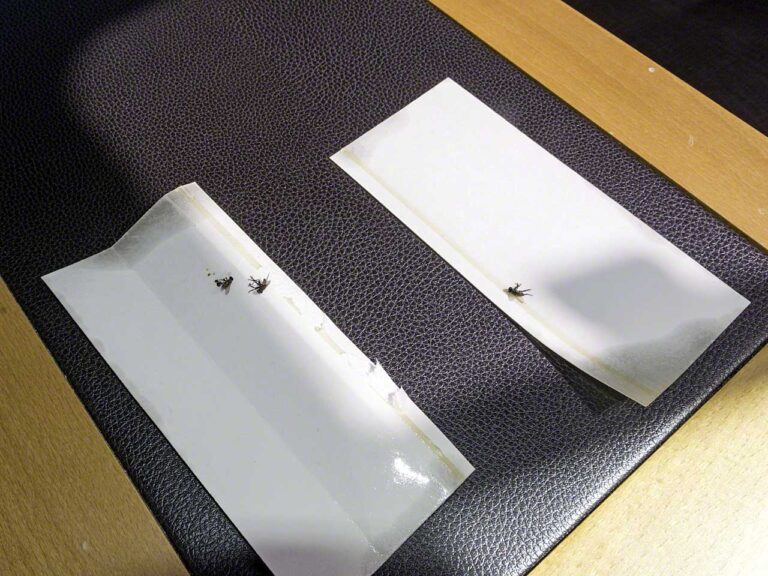 Flypaper strips in action