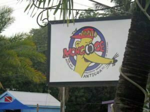 Mad Mongoose, Falmouth