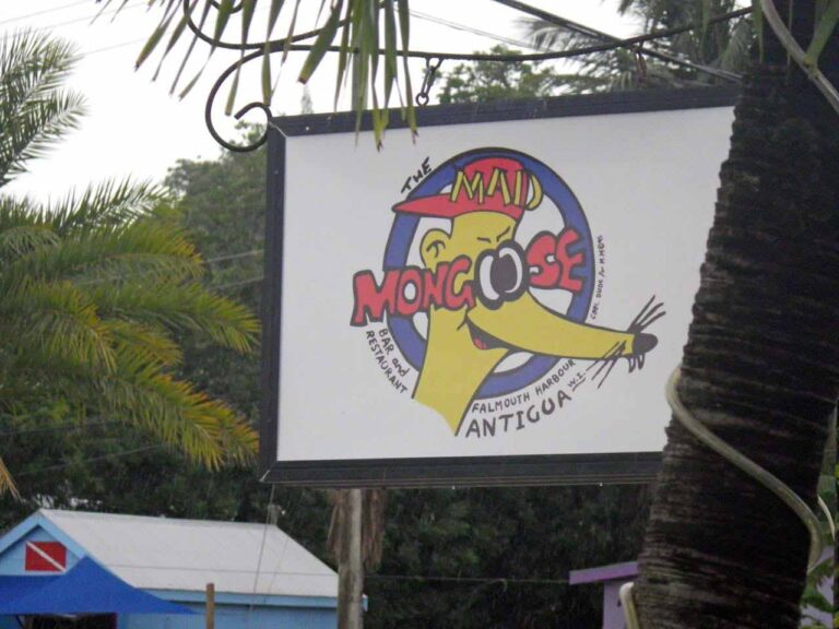 Mad Mongoose, Falmouth