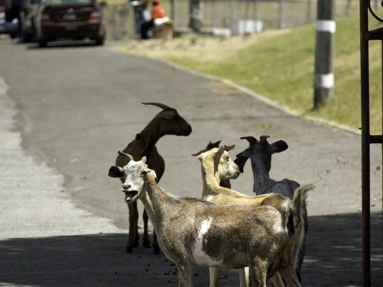 Goats on the Charlestown streets