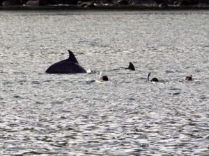 Dolphins in Deshaies