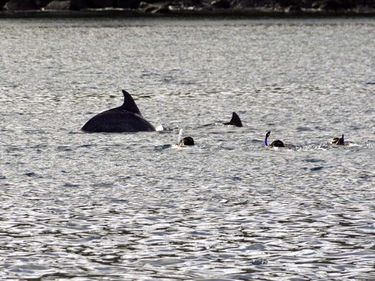 Dolphins in Deshaies