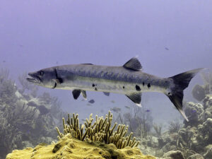 Great Barracuda hovering