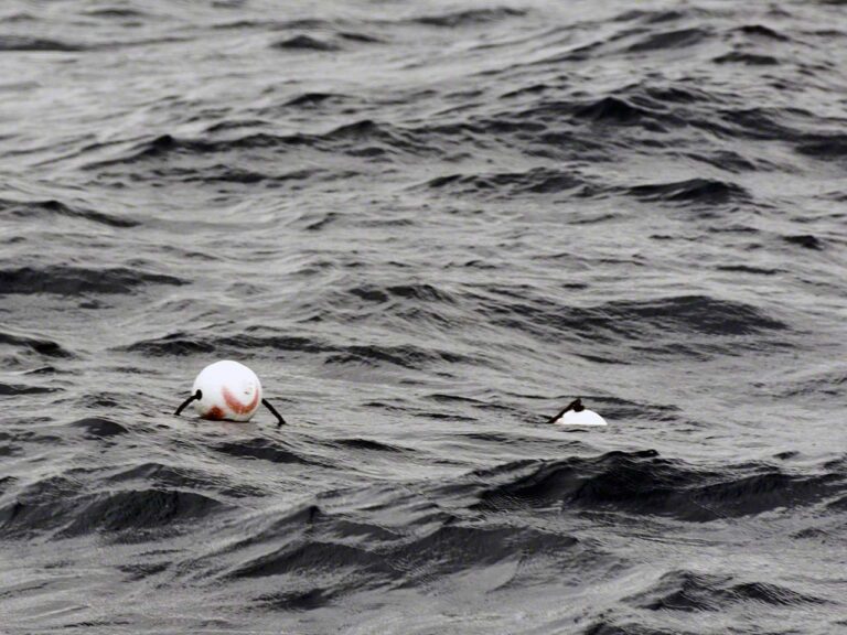 Fishtraps at Beef Island
