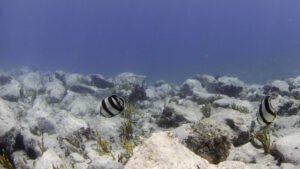 Pair of Banded Butterflyfish