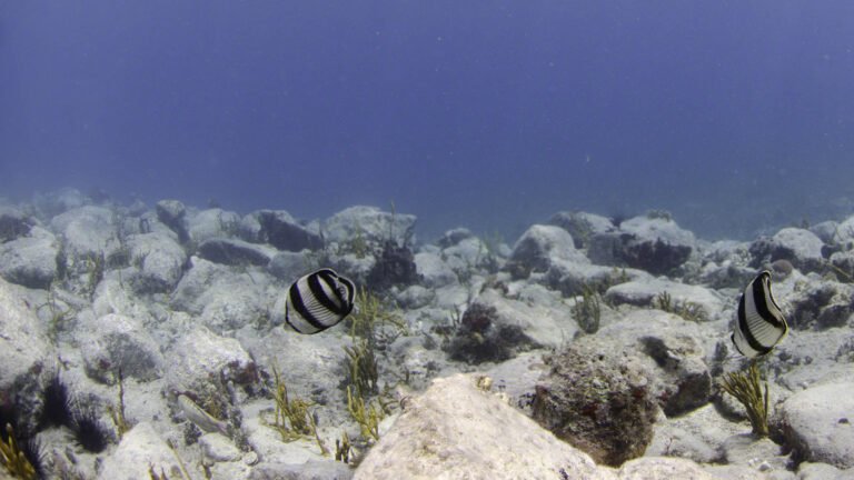 Pair of Banded Butterflyfish